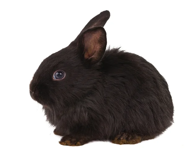 Маленький пикантный чёрный кролик изолирован — стоковое фото
