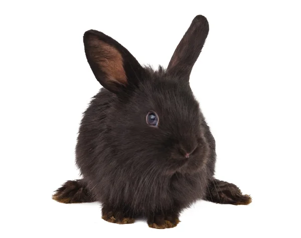 Mały karzeł pikantny czarny królik na białym tle — Zdjęcie stockowe