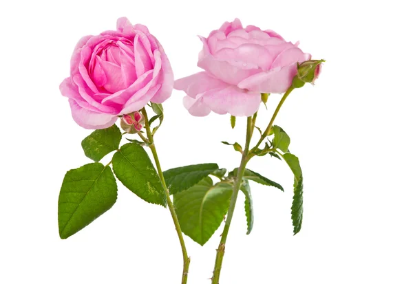 Teaspoon pink rose Stock Photo
