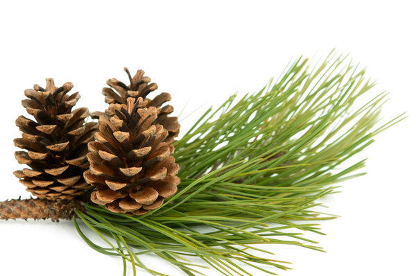 Branch with pine cone