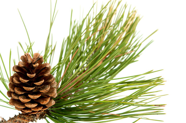 Branch with pine cone