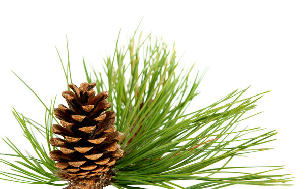 Branch with pine cone