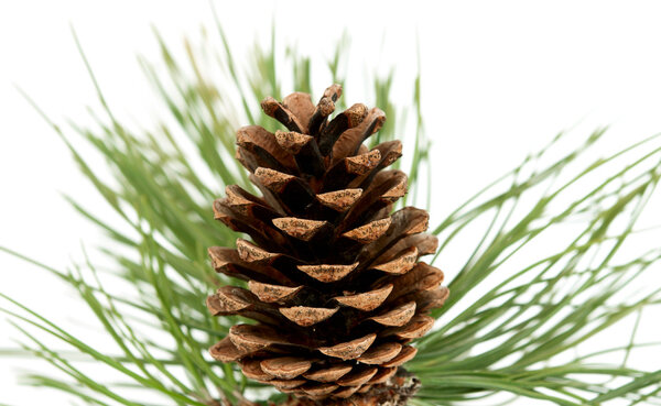 Branch with pine cone