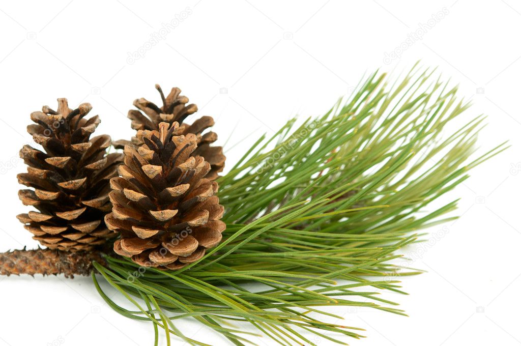 Branch with pine cone