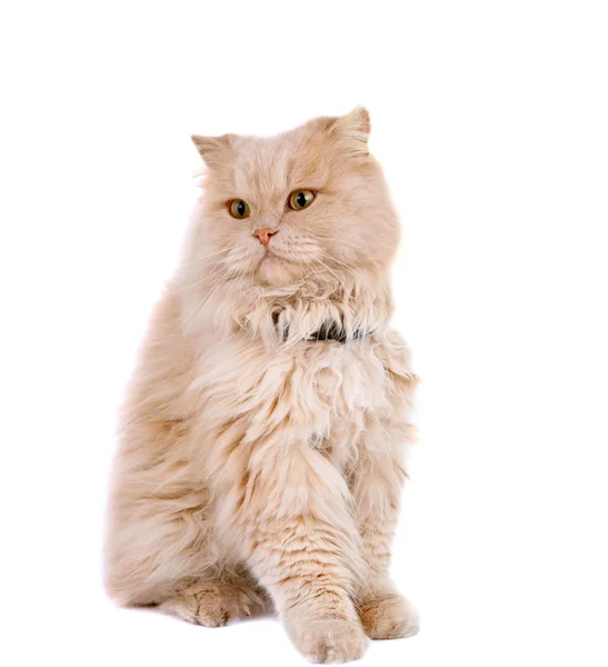 Katze auf weißem Hintergrund — Stockfoto