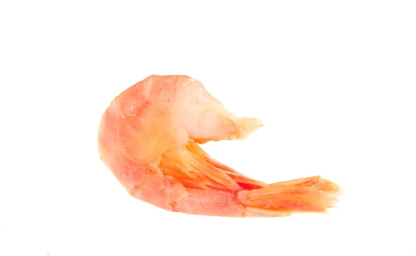 stock image Shrimp