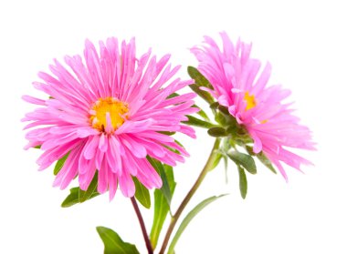 pembe aster izole