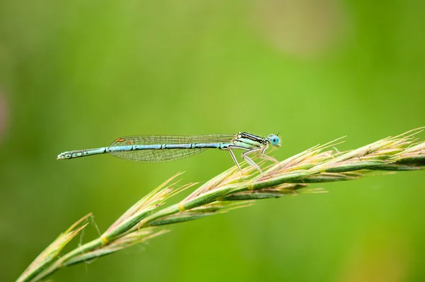 stock image Dragonfly