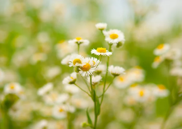 Meadow daisy — Stock Photo, Image