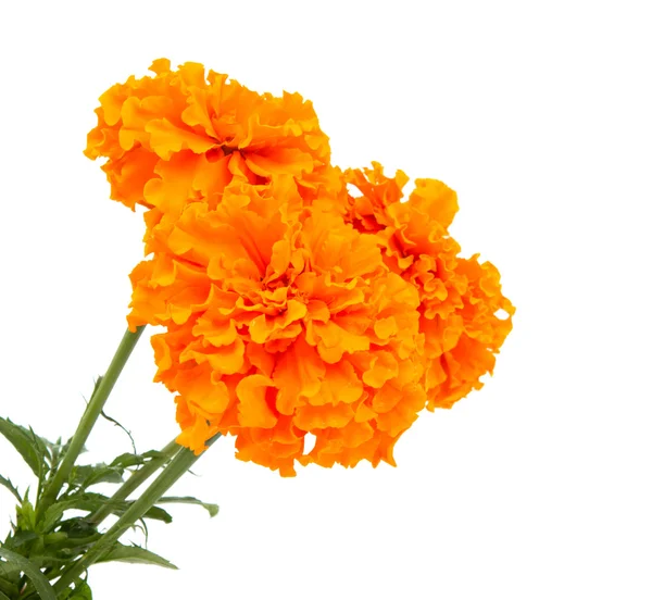 Marigold fleurs isolées — Photo