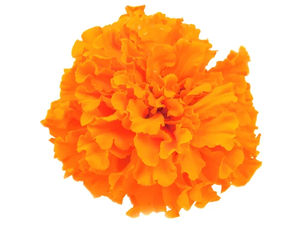 Marigold flowers isolated — Stock Photo, Image