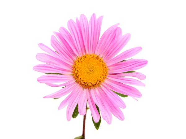 Pink aster isolated — Stockfoto