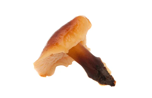 Mushrooms isolated — Stock Photo, Image