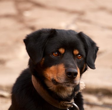 arka bahçede köpek