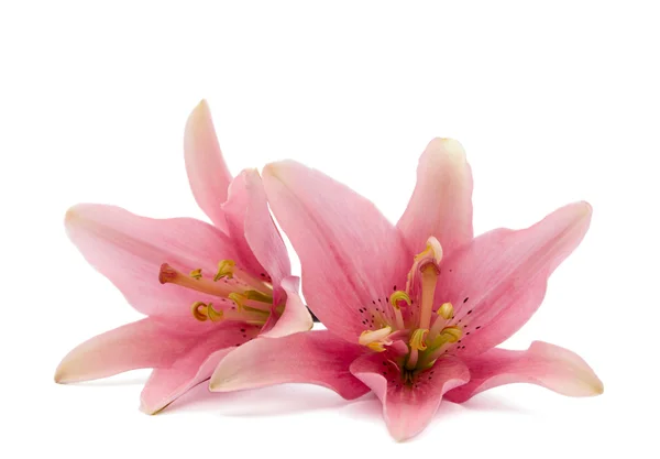 Izolowanych lilia — Zdjęcie stockowe