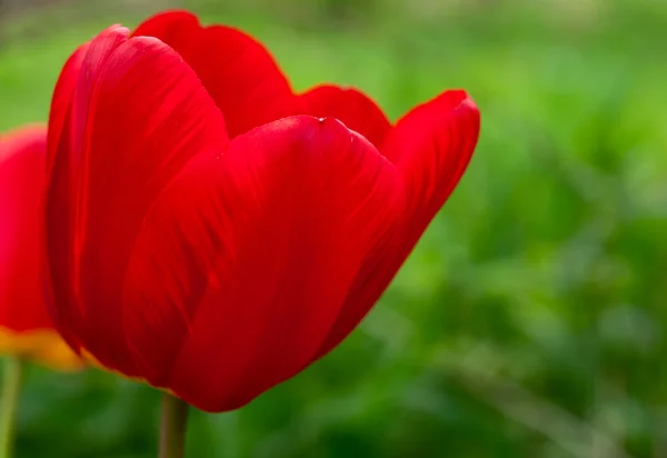 stock image Tulip