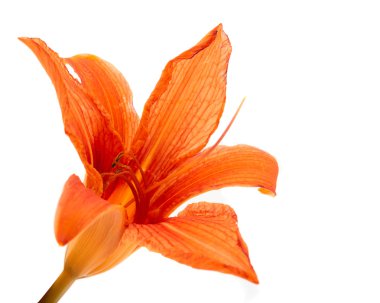 Orange lily isolated clipart