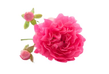 Pink rose isolated clipart