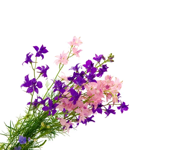 Bukiet kwiatów dziko na białym tle — Zdjęcie stockowe