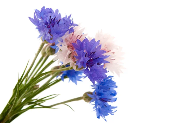 Bouquet de bleuets isolé — Photo