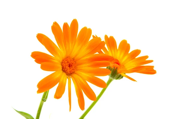 Izole kadife çiçeği çiçek — Stok fotoğraf