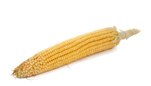 Odizolowana kukurydza na kolbie — Zdjęcie stockowe