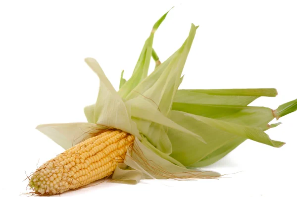 Kukorica izolált kukoricán — Stock Fotó