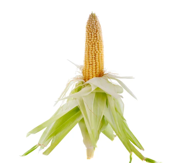 Maïs op de kolf geïsoleerd — Stockfoto