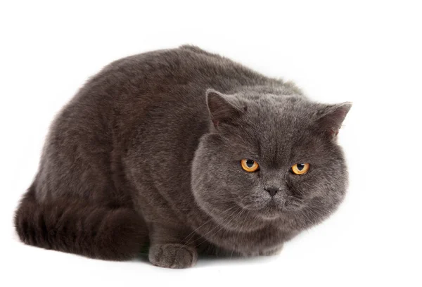 Gato gris aislado — Foto de Stock