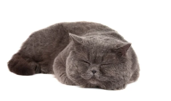 Gray cat isolated Royalty Free Stock Images