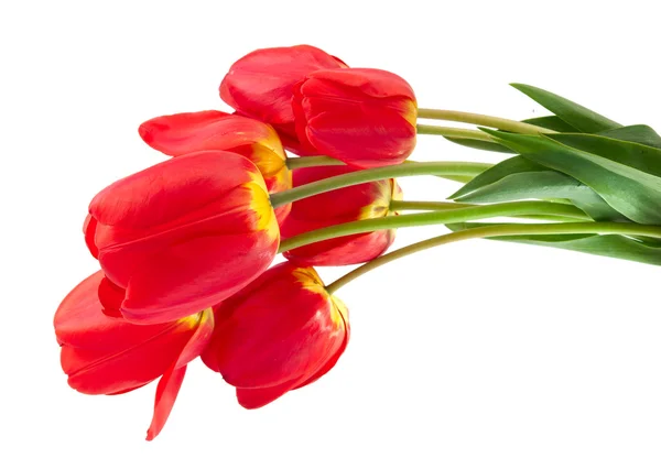 Tulipanes rojos aislados —  Fotos de Stock