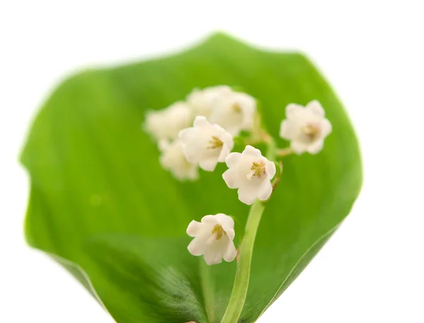 Lily of the valley isolated — Stock Photo, Image