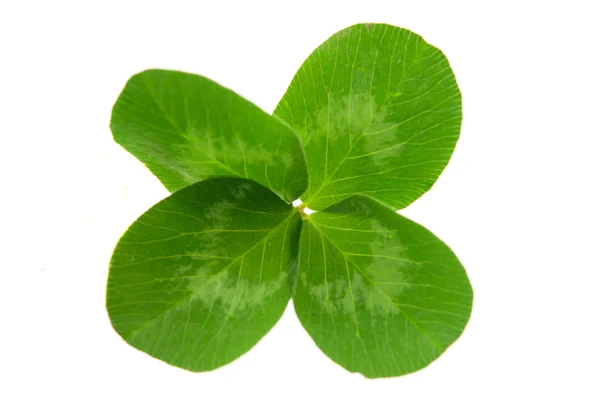 Leaf clover — Stock Photo, Image