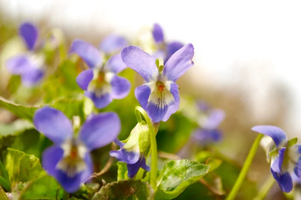 Violetta isolata — Foto Stock