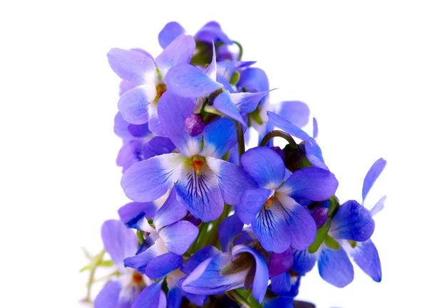 Violetta isolata — Foto Stock