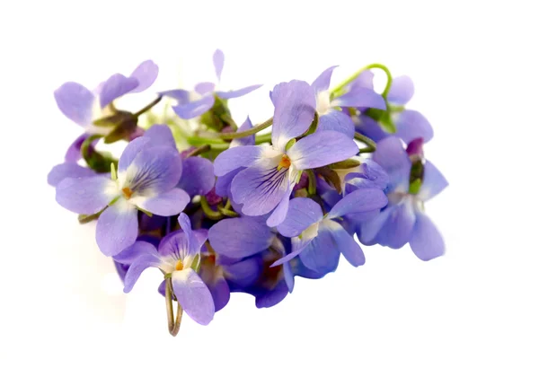 Trä violett — Stockfoto