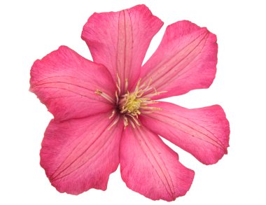 Pink flower isolated clipart