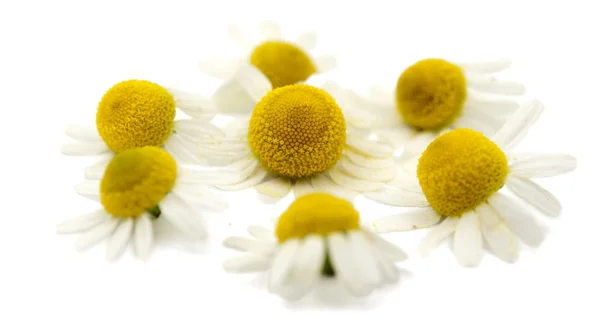 stock image Medical daisy isolated