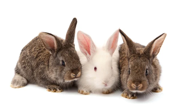 Conejos aislados — Foto de Stock