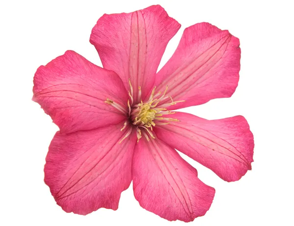 Рожева квітка ізольовані — стокове фото