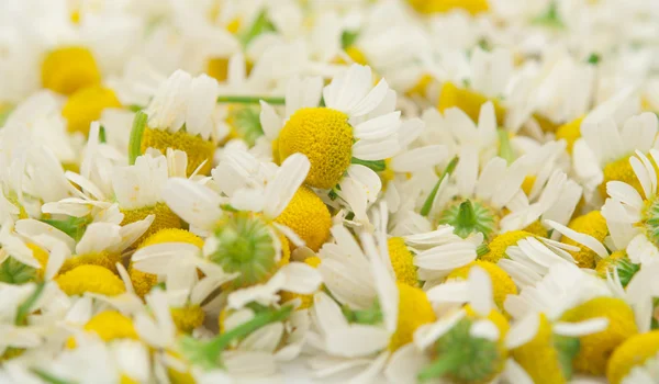 Medical chamomile