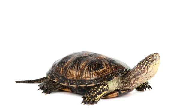 Turtle isolated — Stock Photo, Image
