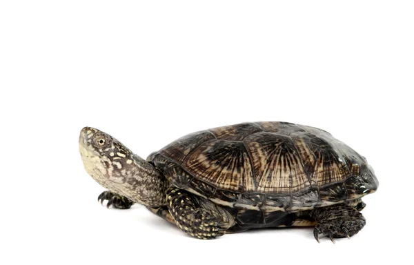 Żółw na białym tle — Zdjęcie stockowe