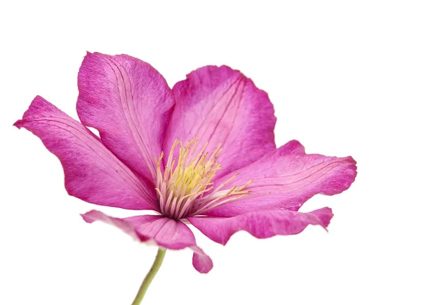 Odizolowany kwiat — Zdjęcie stockowe