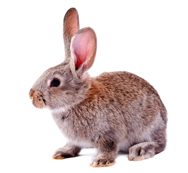 Šedý králík izolované — Stock fotografie