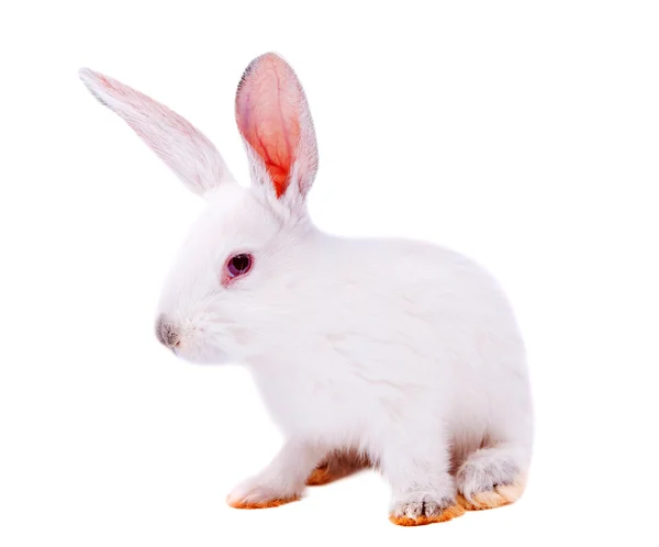 Biały królik na białym tle — Zdjęcie stockowe