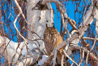 Owl on a tree clipart