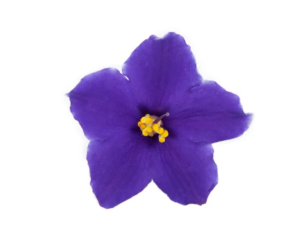 Violette bloem geïsoleerd — Stockfoto