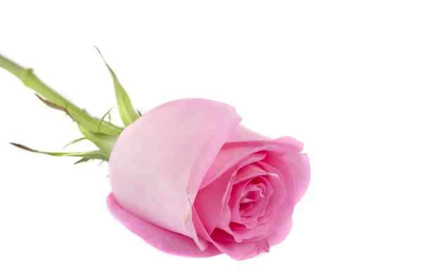 Růžová růže izolovaná — Stock fotografie