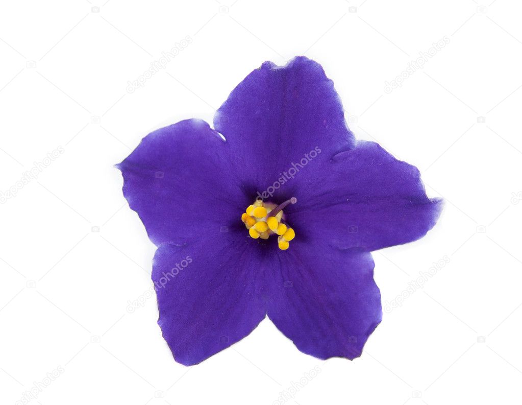 Violet flower isolated